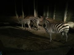 -清迈夜间动物园