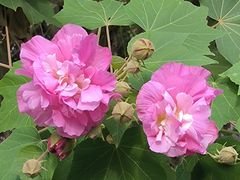 -上海鲜花港