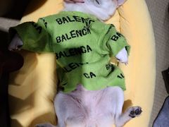 -逗柴咖啡屋·狗咖猫咖宠物桌游