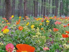 -上海共青森林公园