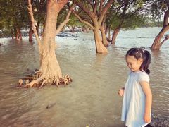 -宝安西湾红树林湿地公园