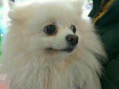 -荣耀金沙动物医院(清江西路店)