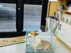 -瑞派长江宠物医院·猫科·外科·24小时夜护(谊城公寓分院)