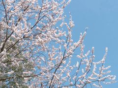-合肥滨湖国家森林公园