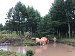 -塞罕坝国家级自然保护区