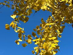 -三里屯东五街银杏大道