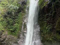 -莫里热带雨林景区