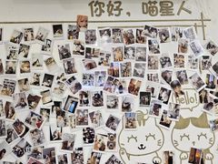 -楼上猫咖(罗湖店)