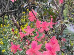 -南汇桃花村