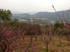 -香雪海