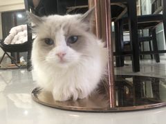 -鼓捣猫呢主题猫咖店