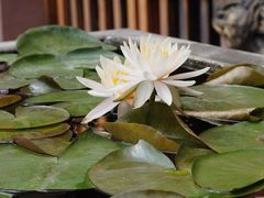 -古大圣慈寺