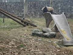 -都江堰中华大熊猫苑