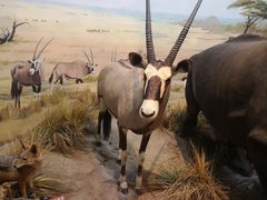 -陕西自然博物馆