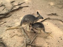 -深圳野生动物园