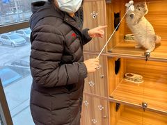 -猫十亿·布偶金渐层·曼基康矮脚猫舍(青年路店)