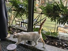 -喜洲吧·江畔老船厂·庭院餐厅(喜临院店)