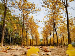 -天适樱花悠乐园