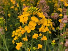 -中国天府农业博览园