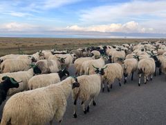 -青海湖国家重点风景名胜区