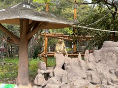 -深圳野生动物园