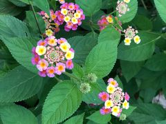 -合肥滨湖国家森林公园