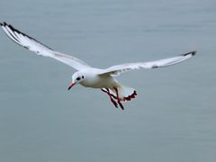 -深圳湾公园(南山区)