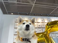 -柴务处·柴犬主题狗咖