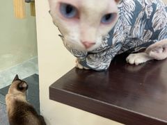 -猫力发电所·宠物专门店
