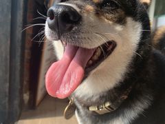 -柴犬高等学院·狗咖·柴犬售卖·宠物训练