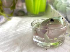 -酷以爬仙阁实体爬宠店·守宫·蜥蜴·专业繁育