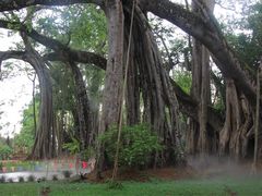-瑞丽独树成林风景区