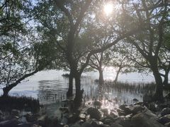 -宝安西湾红树林湿地公园