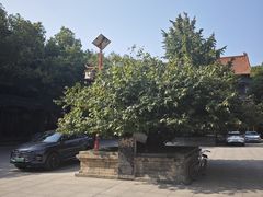 -章华寺