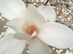 android_upload_pic-钓鱼台国宾馆