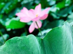 -莲池书院博物馆