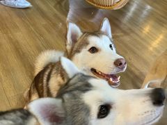 -Husky Go! 哈士奇体验馆·宠物咖啡厅狗咖