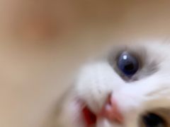 -安安宠医·臻爱宠物医院·宠保定点(营门口路分院)