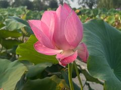 -荷花大观园
