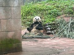 -中国大熊猫保护研究中心雅安碧峰峡基地