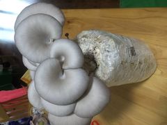 -乐凯撒披萨(喜荟城店)
