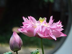 -上海醉白池公园