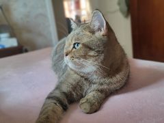 -瑞派宠物医院·犬猫全科·猫友好(宾水西道店)