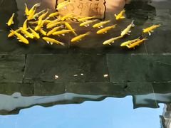 -觀芷隐轩