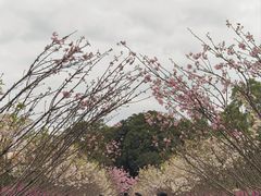 -观澜湖生态运动公社