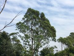 -火炉山森林公园