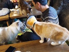 -猫猫幼稚园·撸猫·桌游·电玩