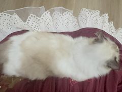 -李小姐の猫咖啡馆(五角场店)