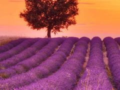 -麗枫酒店(武汉吴家山五环体育中心店)