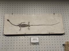 -辽宁古生物博物馆